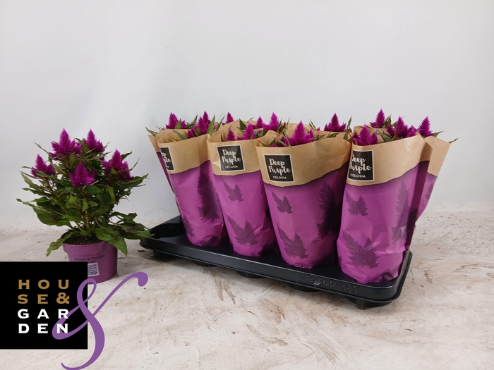 <h4>CEL DEEP PURPLE</h4>