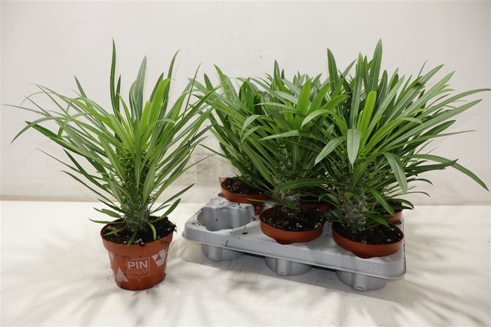 <h4>Pachypod Lamerei</h4>