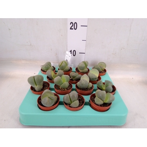 Lithops sp.