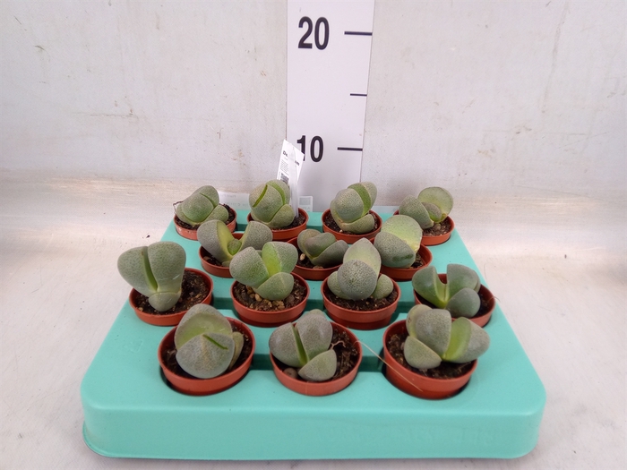 <h4>Lithops sp.</h4>