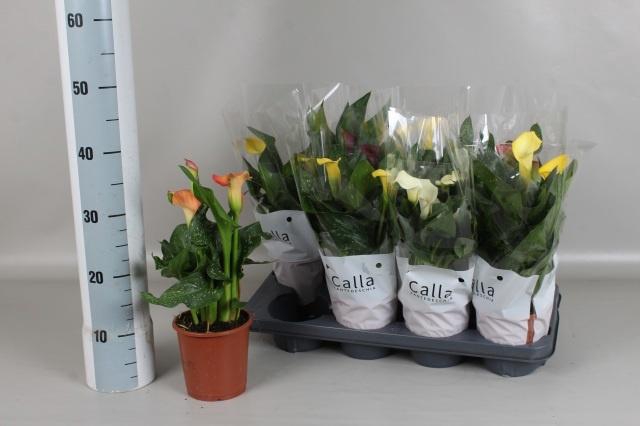 <h4>ZANT GEM 4 KL</h4>