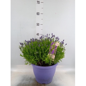 Lavandula angus. 'Essence Pure'