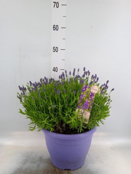 <h4>Lavandula angus. 'Essence Pure'</h4>