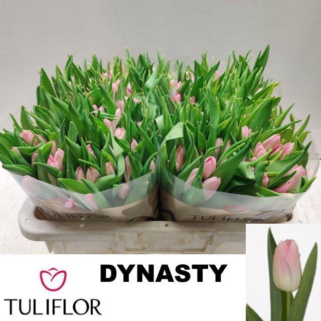 <h4>TU EN DYNASTY</h4>