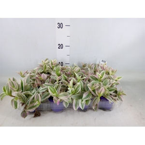 Tradescantia   ...