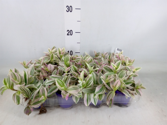 <h4>Tradescantia   ...</h4>