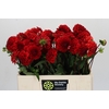 Dahlia Red Cap