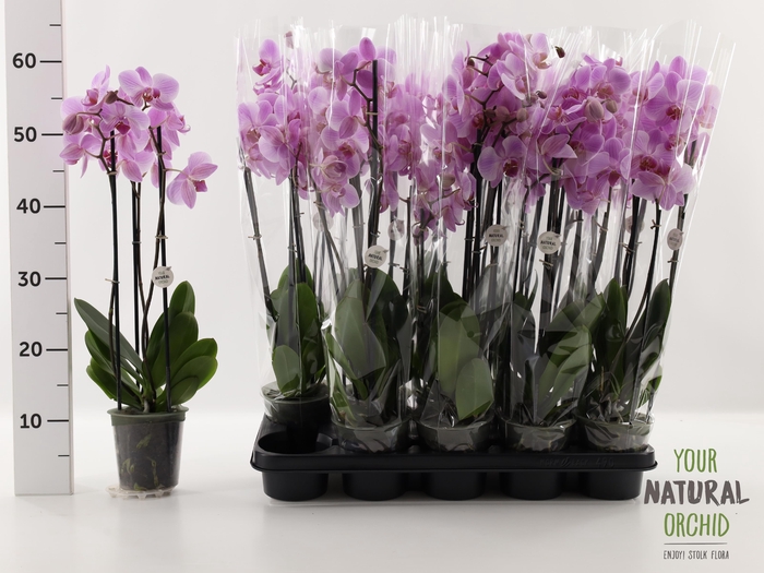 <h4>PHAL OV ROZE</h4>