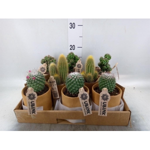 Cactus   ...mix