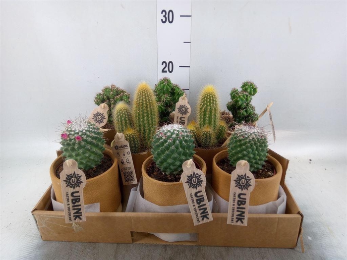 <h4>Cactus   ...mix</h4>