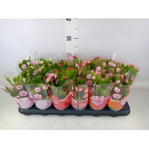 Schlumbergera   ...mix 3