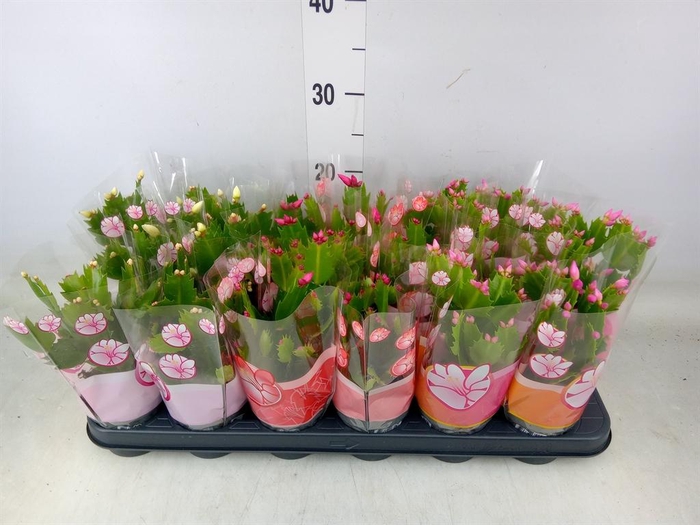 <h4>Schlumbergera   ...mix 3</h4>