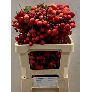 MALUS RED SENTINEL