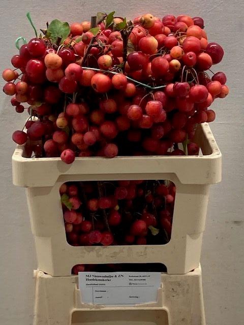 <h4>MALUS RED SENTINEL</h4>