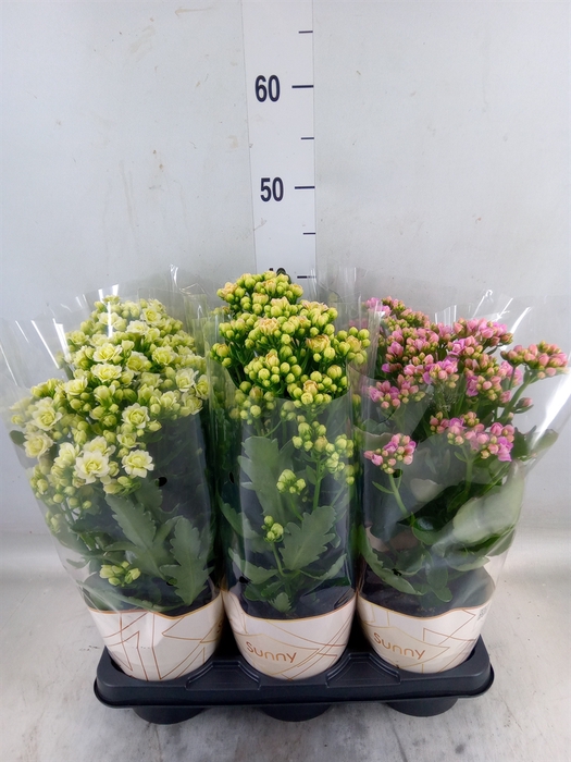 <h4>Kalanchoe   ...</h4>