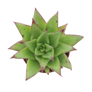 Echeveria agavoides 'Ebony'