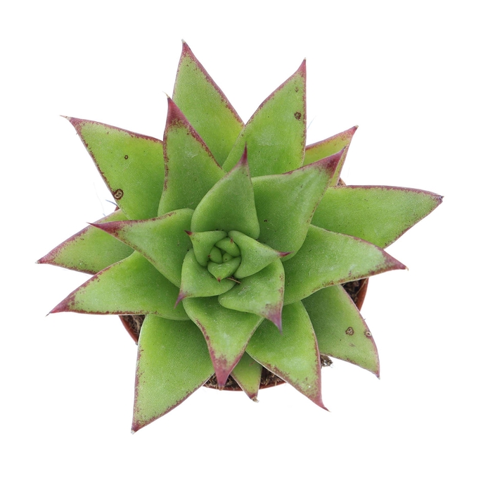 <h4>Echeveria agavoides 'Ebony'</h4>