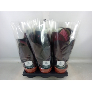 Calathea roseopicta 'Crimson'