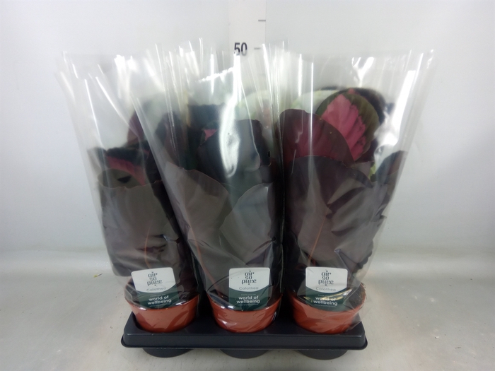 <h4>Calathea roseopicta 'Crimson'</h4>