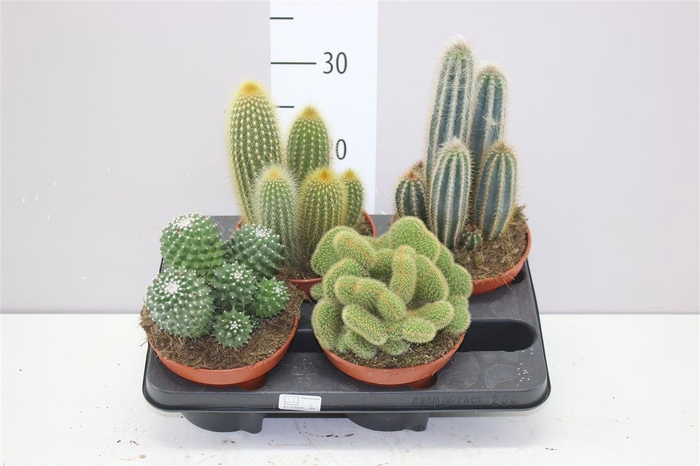 <h4>Cactus Gemengd</h4>