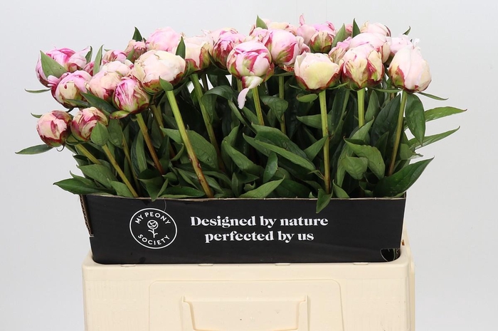 <h4>Paeonia Sarah Bernhardt</h4>