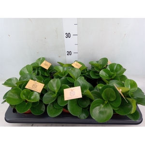 Peperomia obt. 'Green Gold'