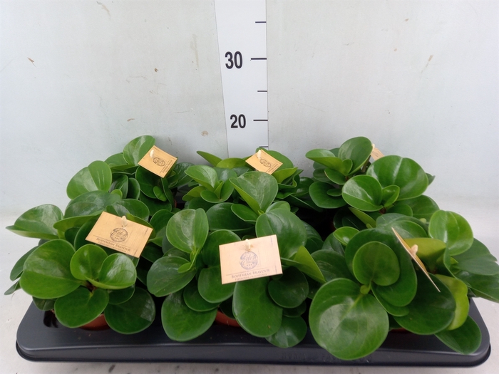 <h4>Peperomia obt. 'Green Gold'</h4>