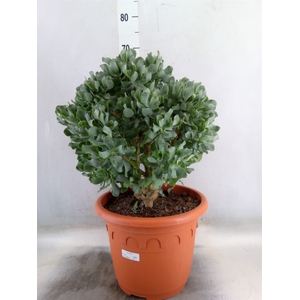 Crassula arborescens 'Curly'