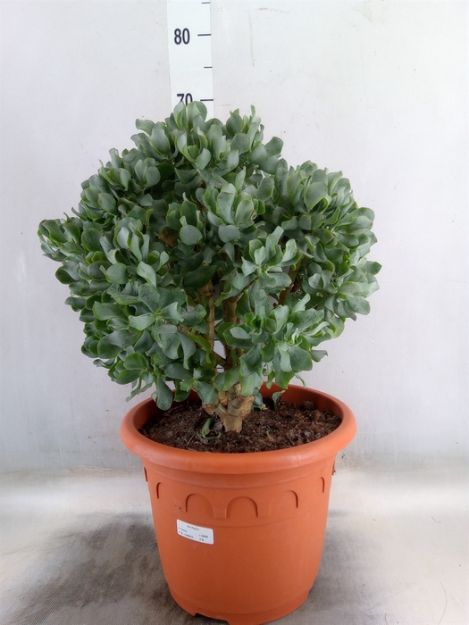 <h4>Crassula arborescens 'Curly'</h4>