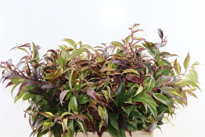 <h4>Leucothoe Fonta Rainbow</h4>