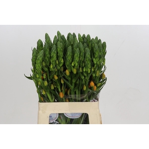 Ornithogalum Dubium Magic Star