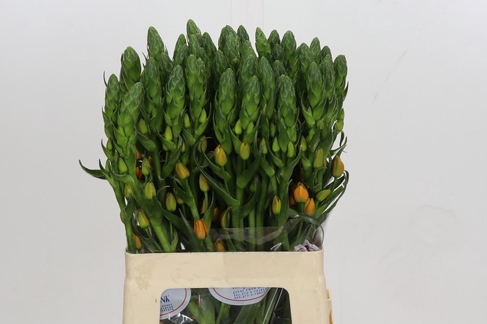 <h4>Ornithogalum Dubium Magic Star</h4>