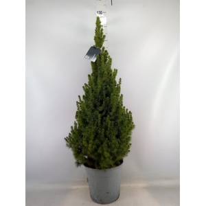 Picea glauca 'Conica'