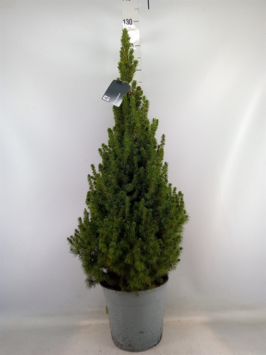 <h4>Picea glauca 'Conica'</h4>