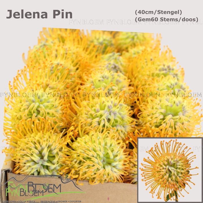 <h4>LEUCO JELENA</h4>