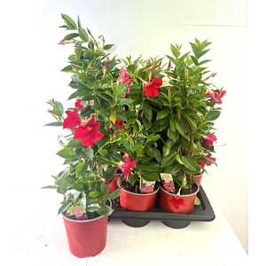 MANDE RIO GRANDE RED