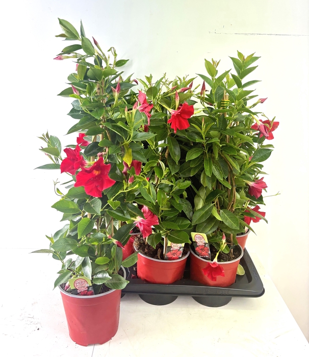 <h4>MANDE RIO GRANDE RED</h4>