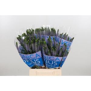 Veron Smart June Milka