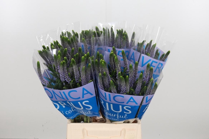 <h4>Veron Smart June Milka</h4>