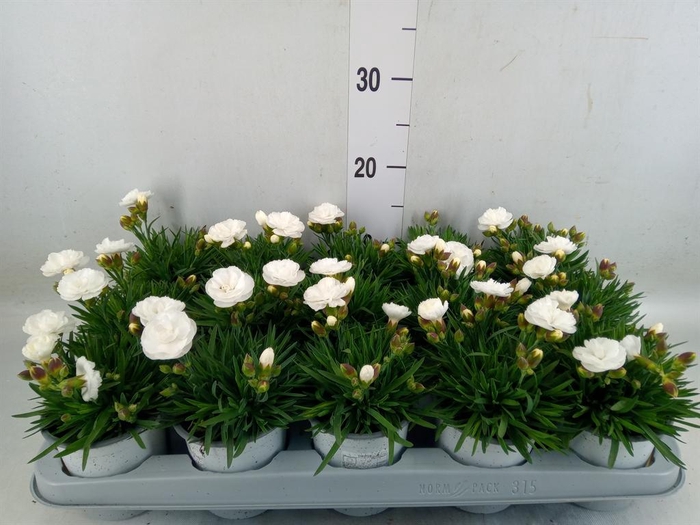 <h4>Dianthus   ...</h4>