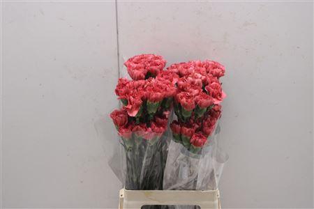 <h4>Di St Majesta</h4>