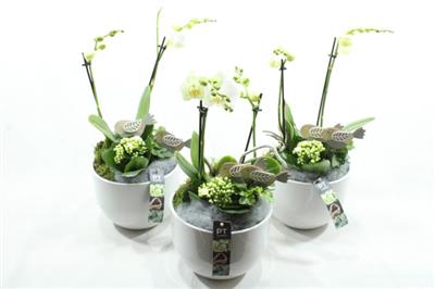 <h4>6372 X3 KER WIT PHAL</h4>