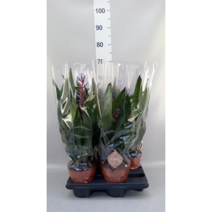 Aechmea   ...