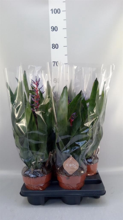 <h4>Aechmea   ...</h4>