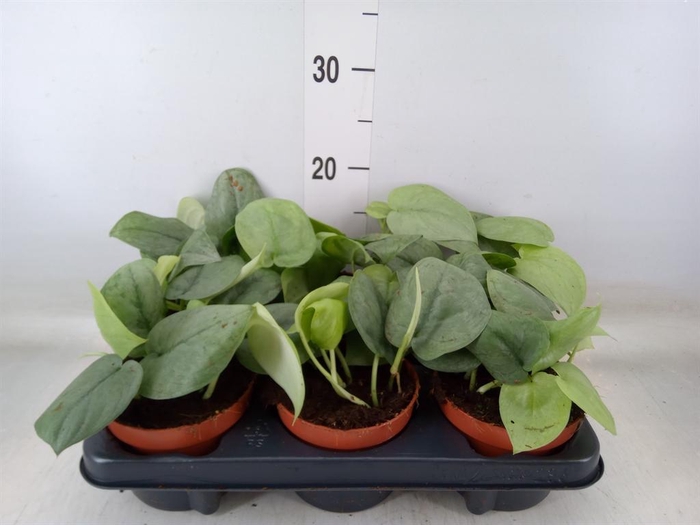 <h4>Scindapsus   ...</h4>