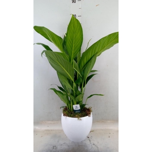 Spathiphyllum  'Bingo Cupido'