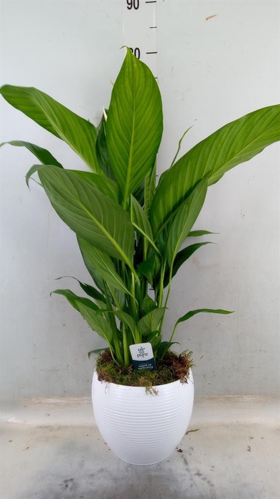 <h4>Spathiphyllum 'Bingo Cupido'</h4>