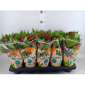 Celosia arg. CR 'Twisted Red Curra'