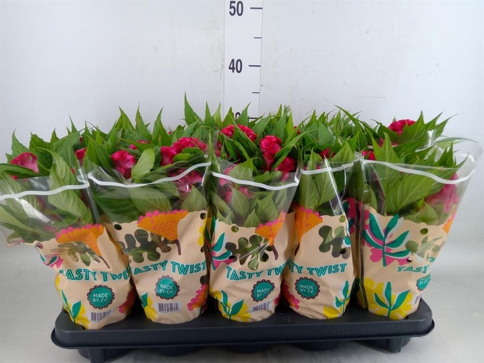 <h4>Celosia arg. CR 'Twisted Red Curra'</h4>