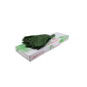 Aspidistra 70 Cm WBE